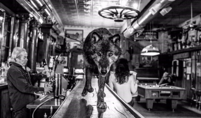 A wolf owned by Animals Of Montana, Inc. walks along a bar in Virginia City (Photo Credit: David Yarrow)